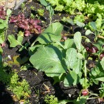 Greens!