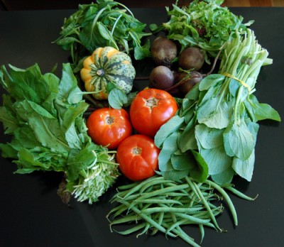 csa-share csa-share