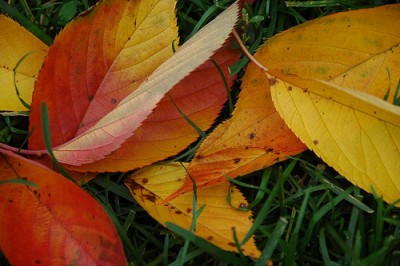 photo by Flatbush Gardener
