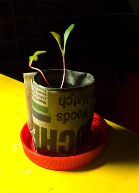 seedling