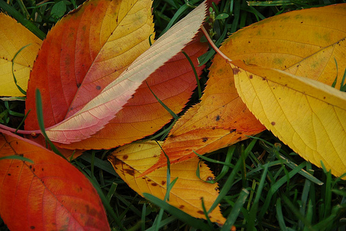 Autumn Leaves